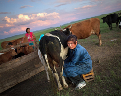 The daughter of Baasanjav N., 57, milks one of the family cows as her daughter looks on during a visit from Project HOPE volunteers near where operation Pacific Angel Mongolia has set up camp in Eastern Mongolia, July 23, 2011.