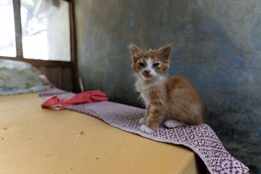 small kitten looking into camera while sitting on mattress in Ukraine.